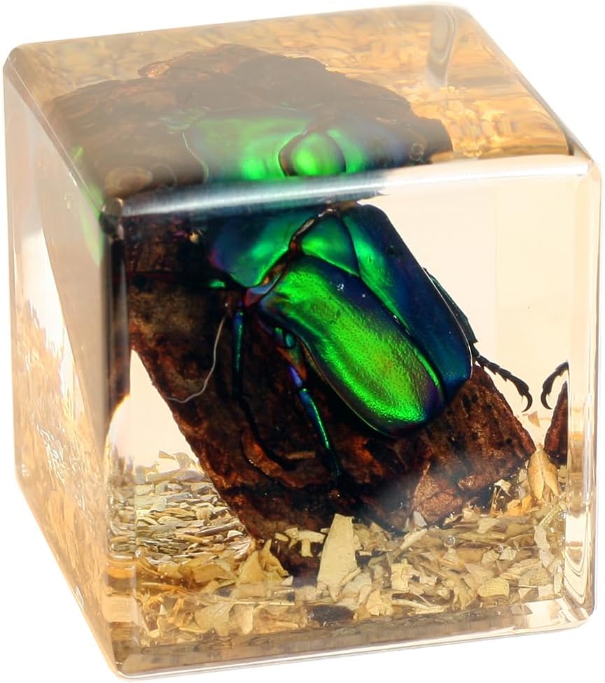 REALBUG Real Chafer Beetle Cube Desk Decoration