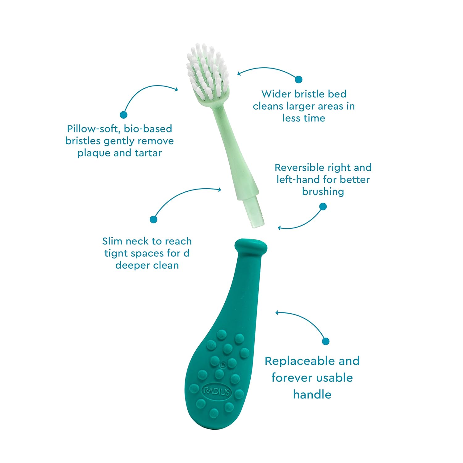 RADIUS Big Kidz Forever Brush Replaceable Head Toothbrush for Children, 6 Years and Up, BPA Free
