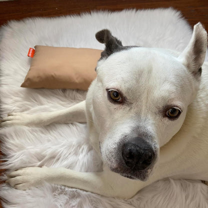 Pipsqueak Small Pillow - Mini 11 x 7 inches - Tiny Pillow for Travel, Dogs, Toddlers, Kids, Lumbar, Knees and Neck - Gray